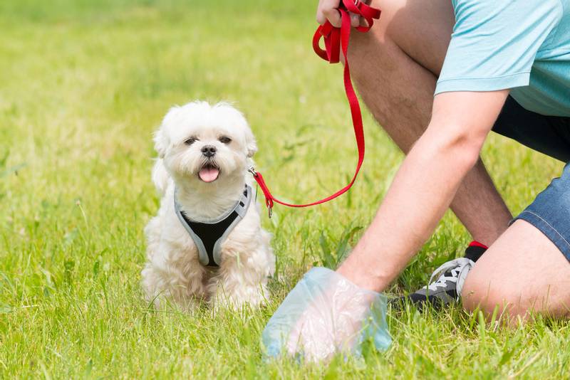 Care and Attention for Your Furry Friend: Professional Pet Walking!