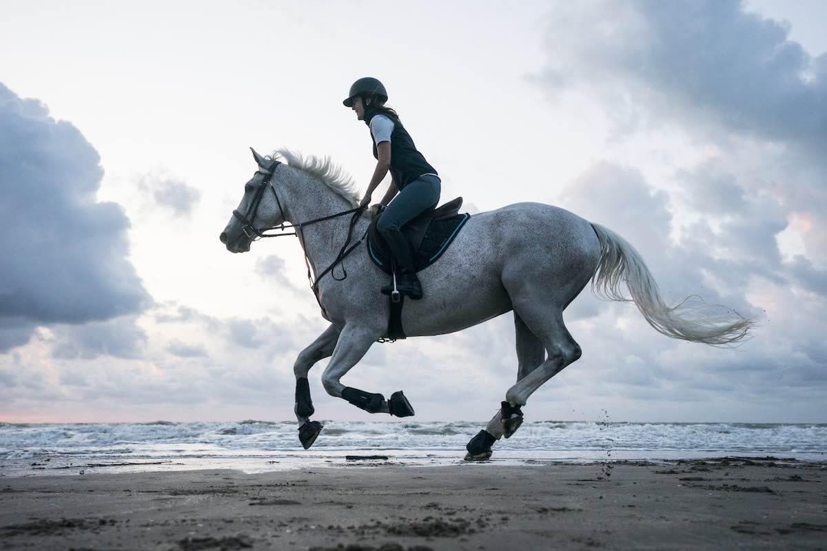 Discover the world of horse riding and freedom with our services